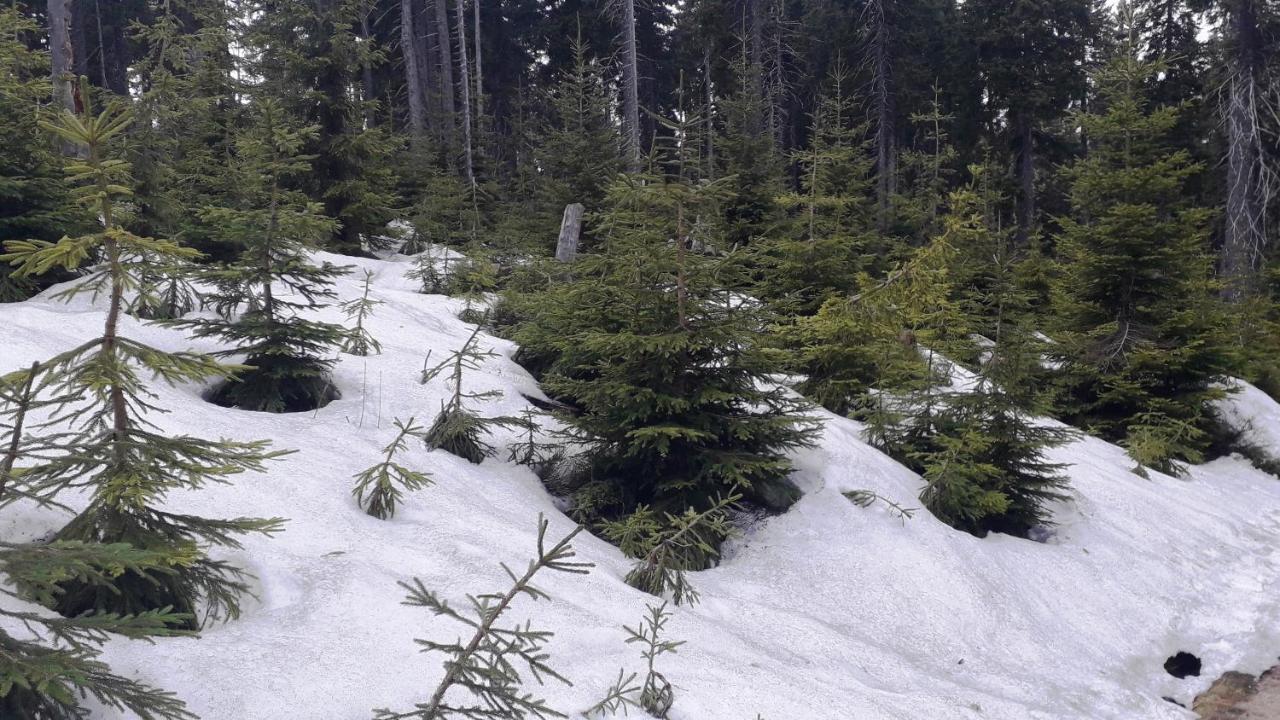 V Krkonosich V Blizkosti Pece Pod Snezkou *